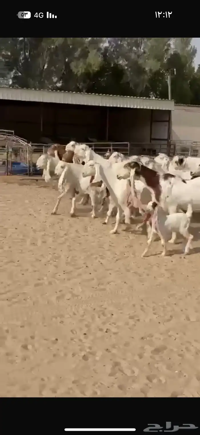 معزا هولنديات فاخره 9