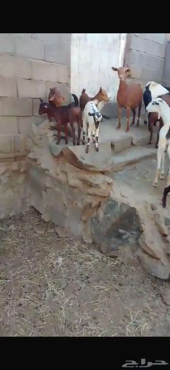 معزا حص جبرات واسنان ومشروطه من جميع العذاريب 3