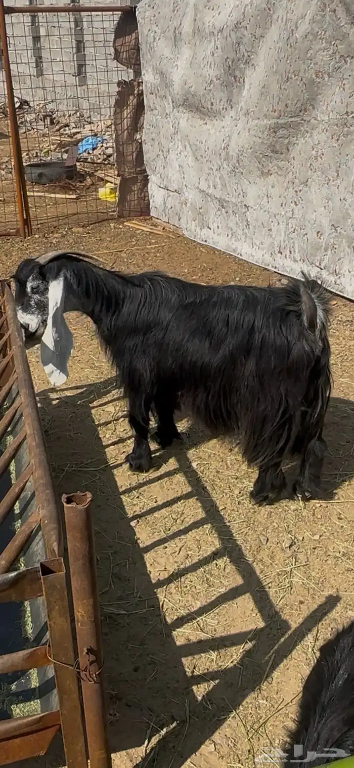 عنز عارضيه صنف جرم تم البيع 2