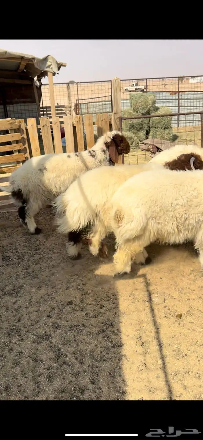 بهم صنف نعيم 3