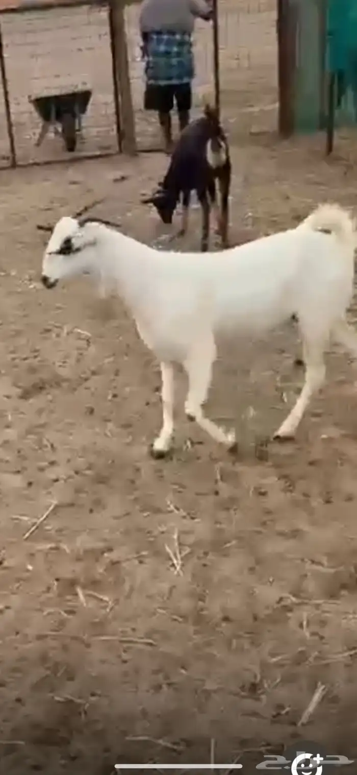 جده الغولاء 2