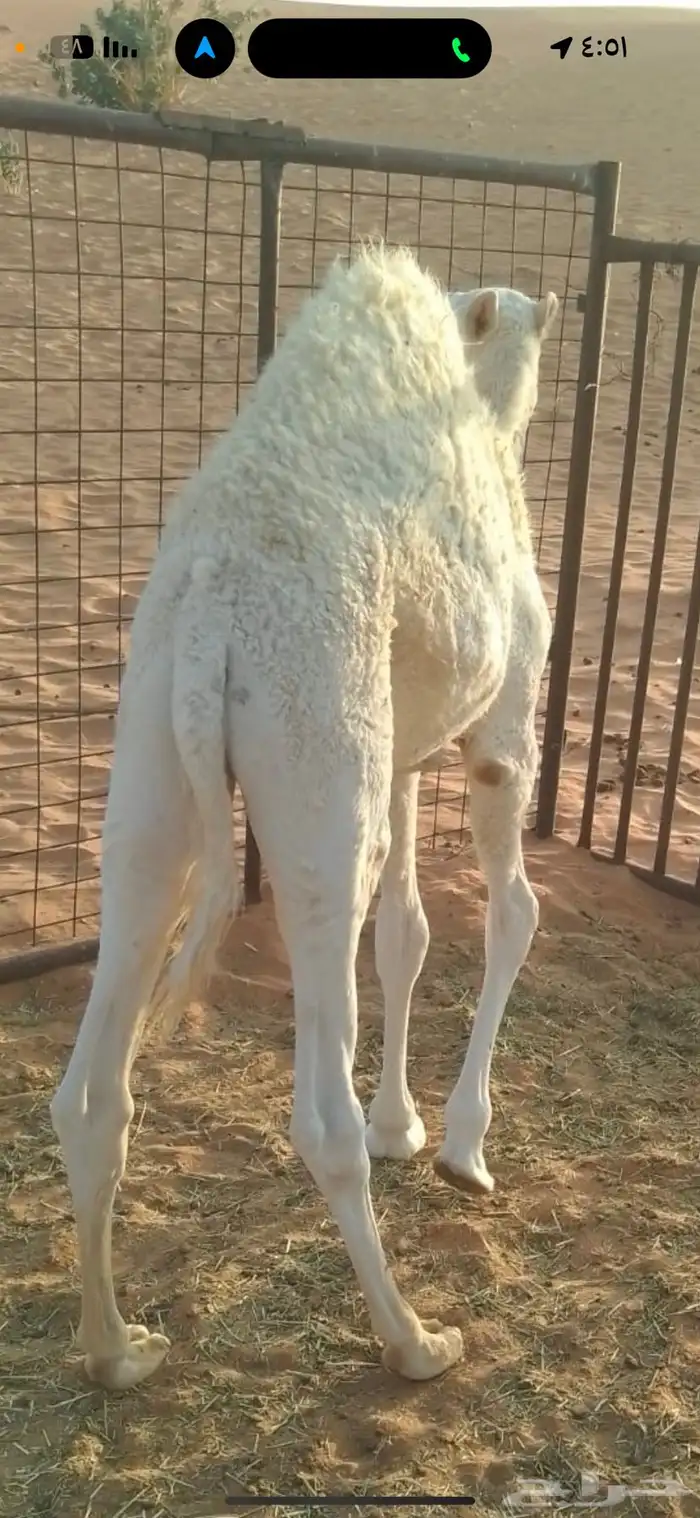 قعود بري عمره 7 شهور طيب 0