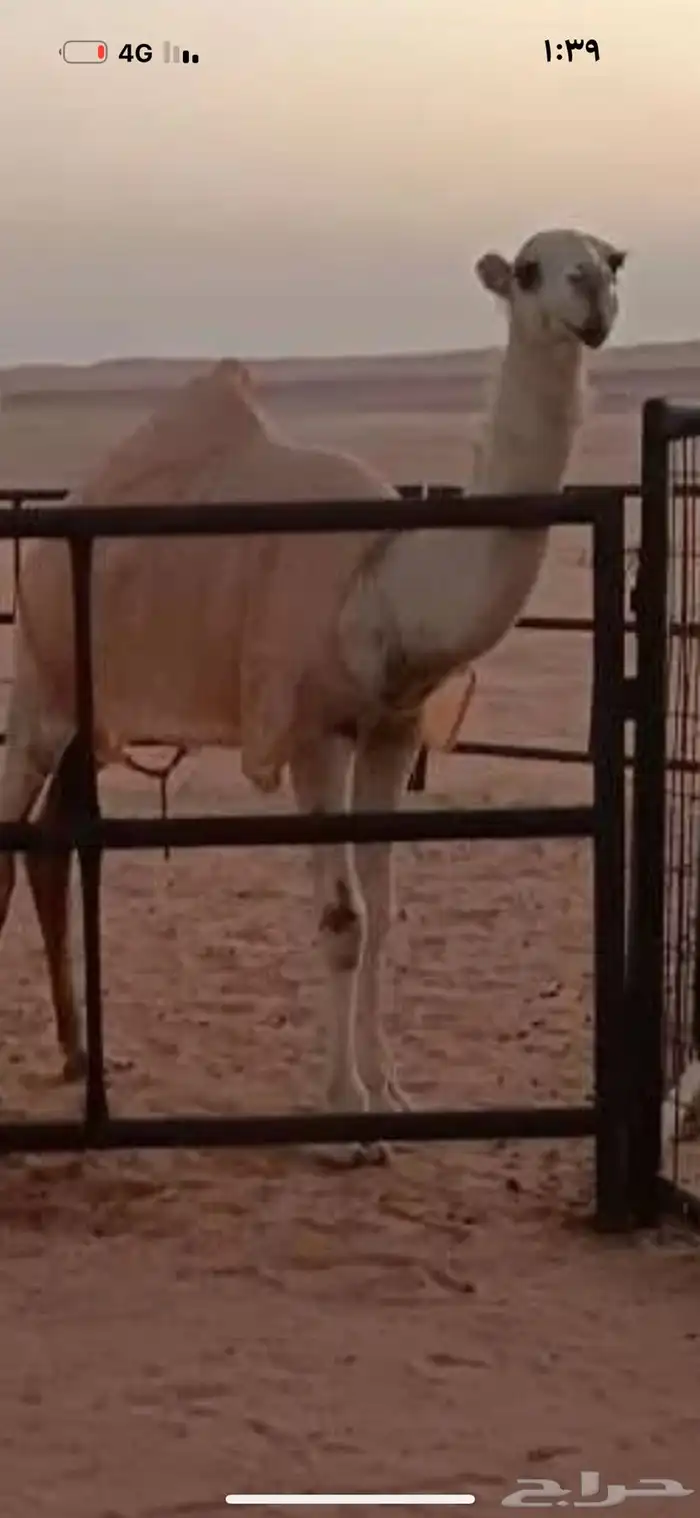 ذود فوق البدواه كفو 11