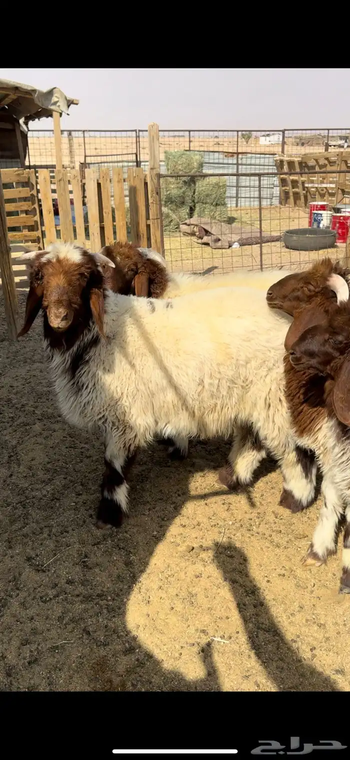 بهم صنف نعيم 1