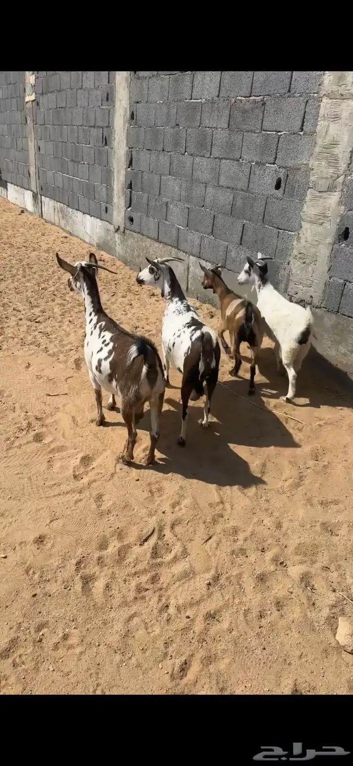 معزا جنوبيات دفيع 0