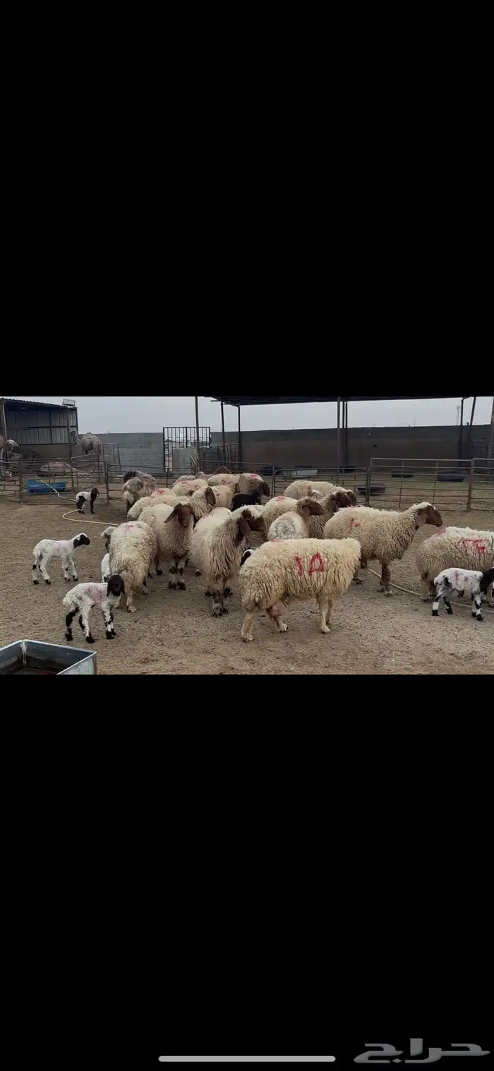غنم نعيم متابيع . 18