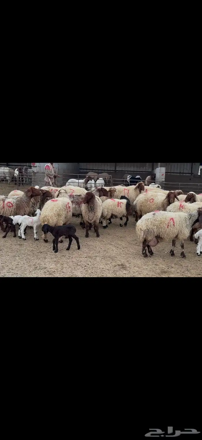 غنم نعيم متابيع . 8