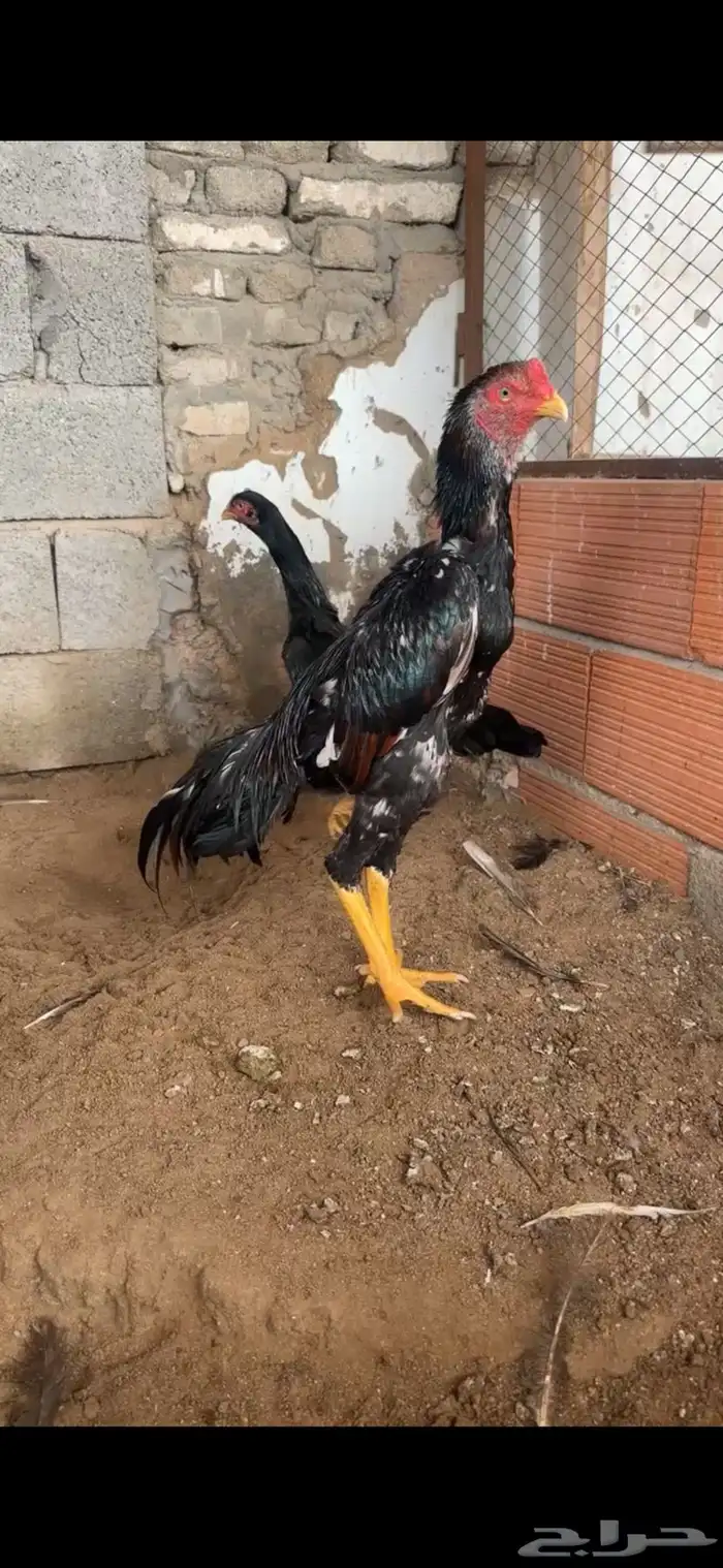 شامو الماني 0