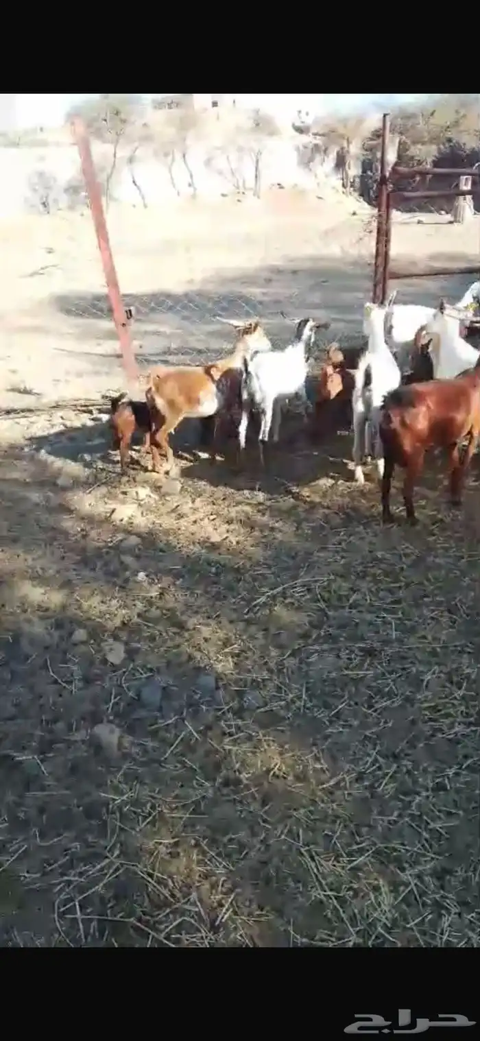 معزا حص جبرات واسنان ومشروطه من جميع العذاريب 1