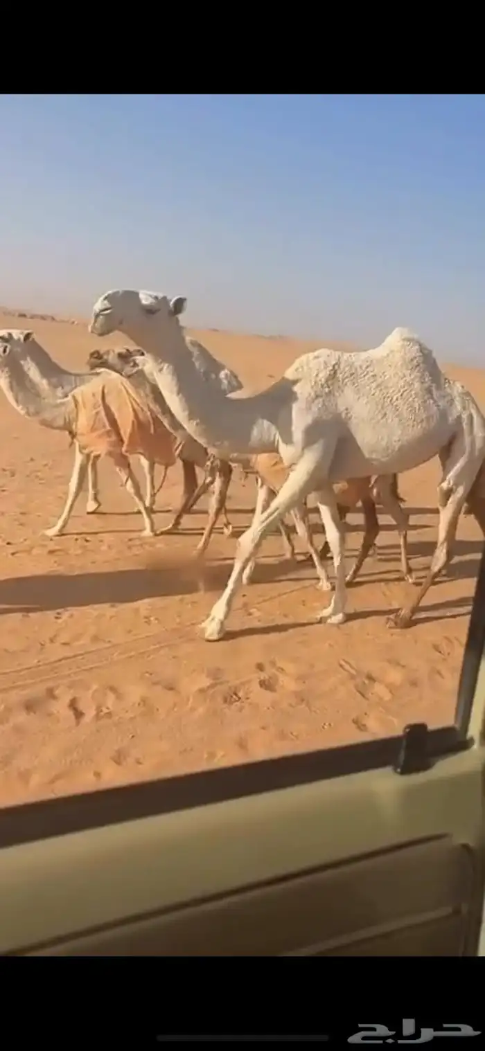 ذود فوق البدواه كفو 8