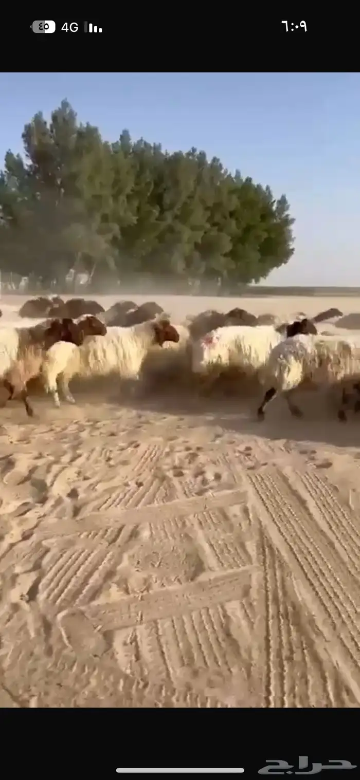 غنم نعيم طيبه للبيع 8