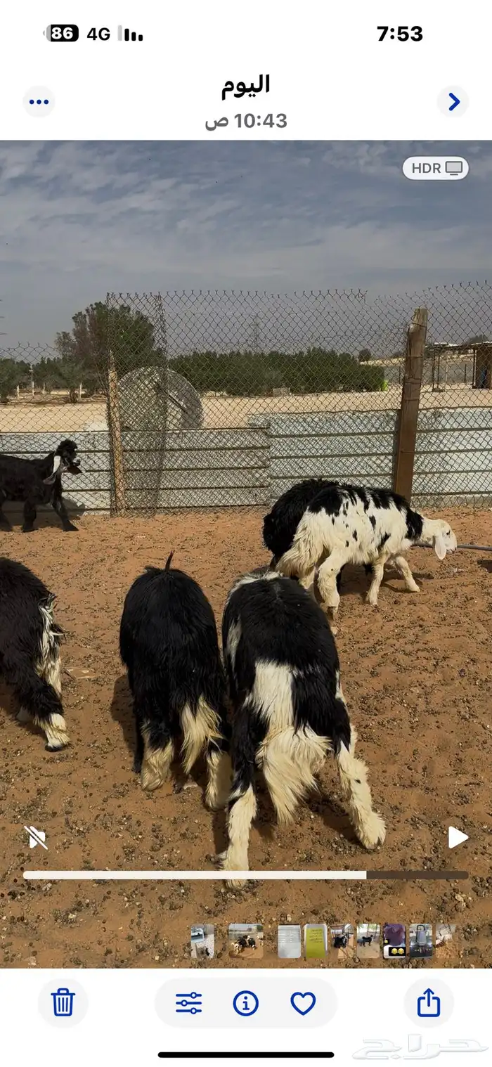 طليان ذبايح نجدي الخرج 1