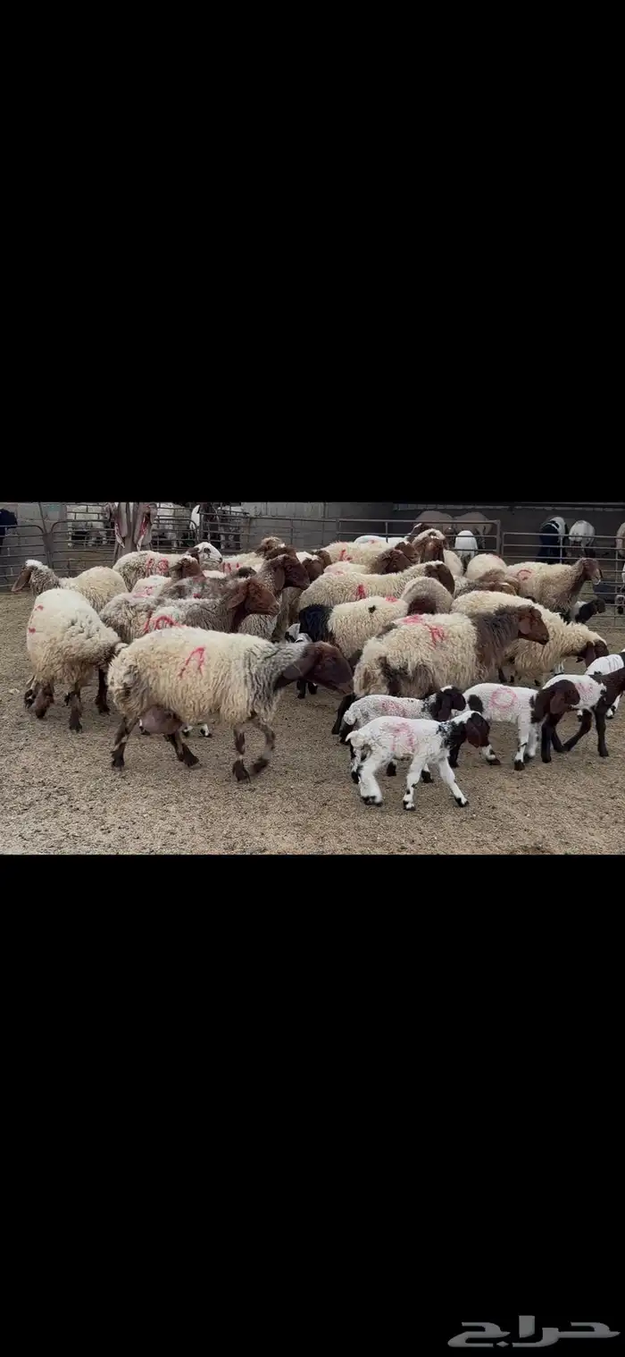 غنم نعيم متابيع . 9