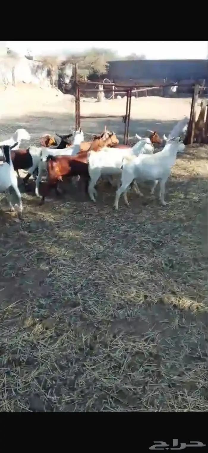 معزا حص جبرات واسنان ومشروطه من جميع العذاريب 2