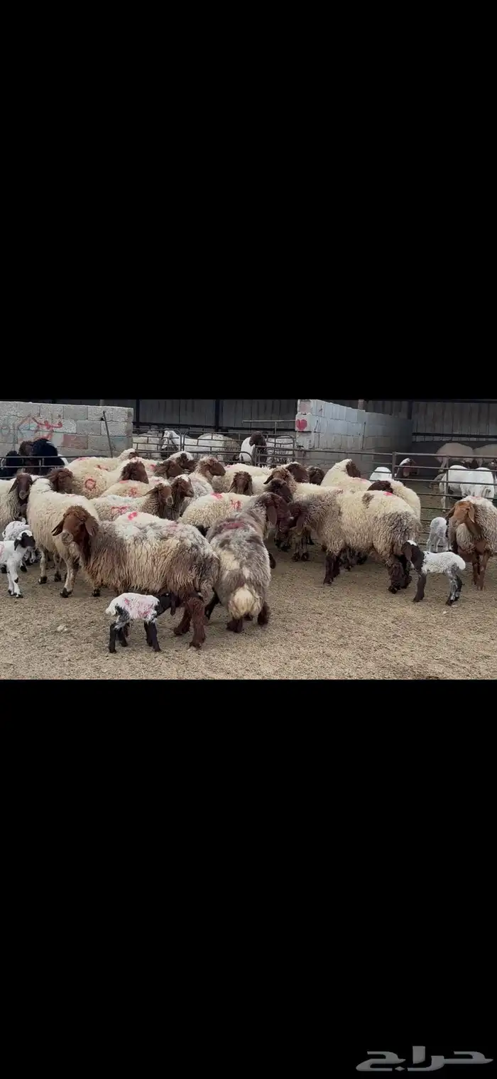 غنم نعيم متابيع . 13