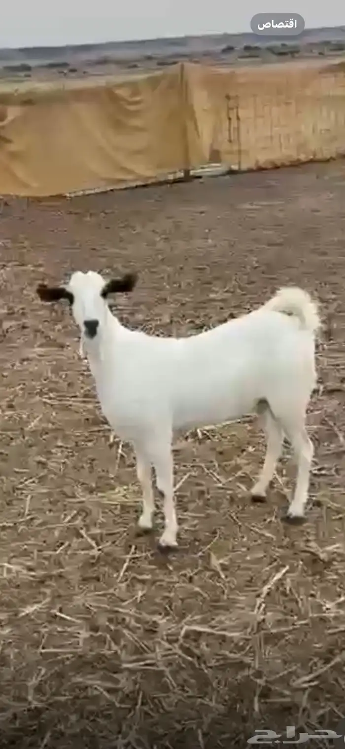 جده الغولاء 0