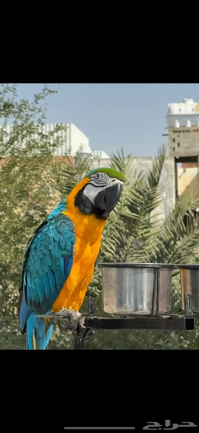 مكاو بلو اند قولد 0