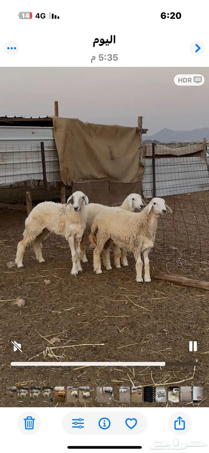 رخال صنف مقاني مضربات 1