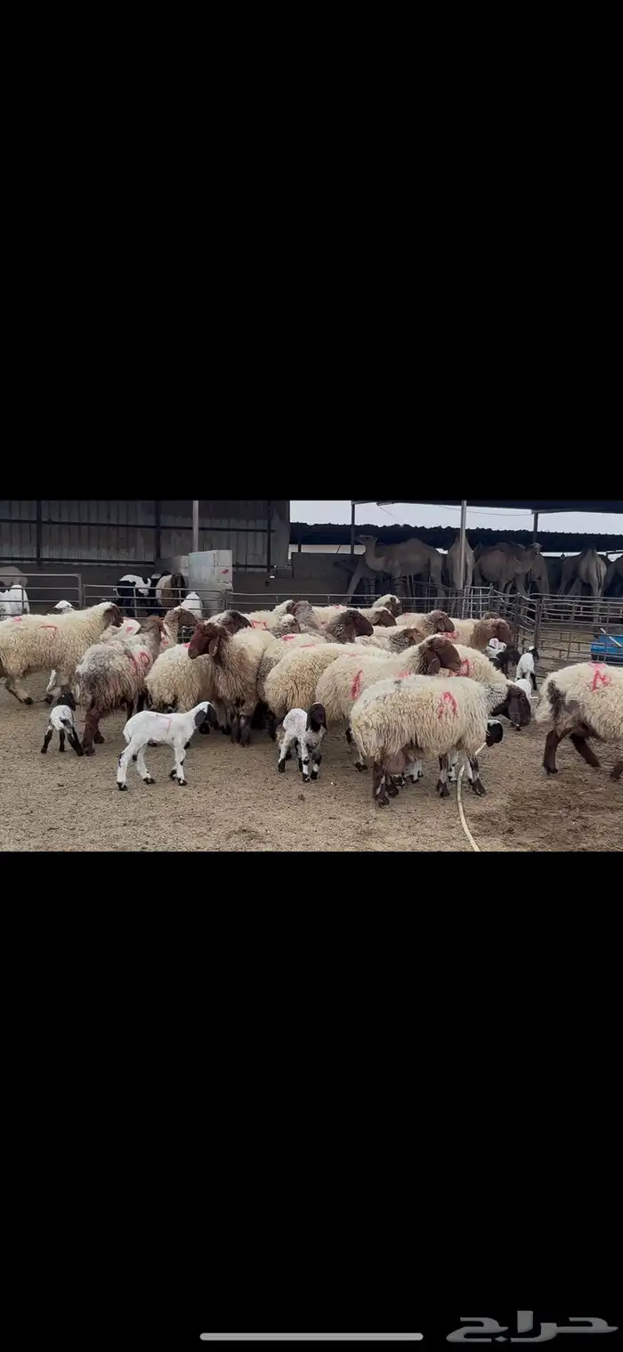 غنم نعيم متابيع . 3