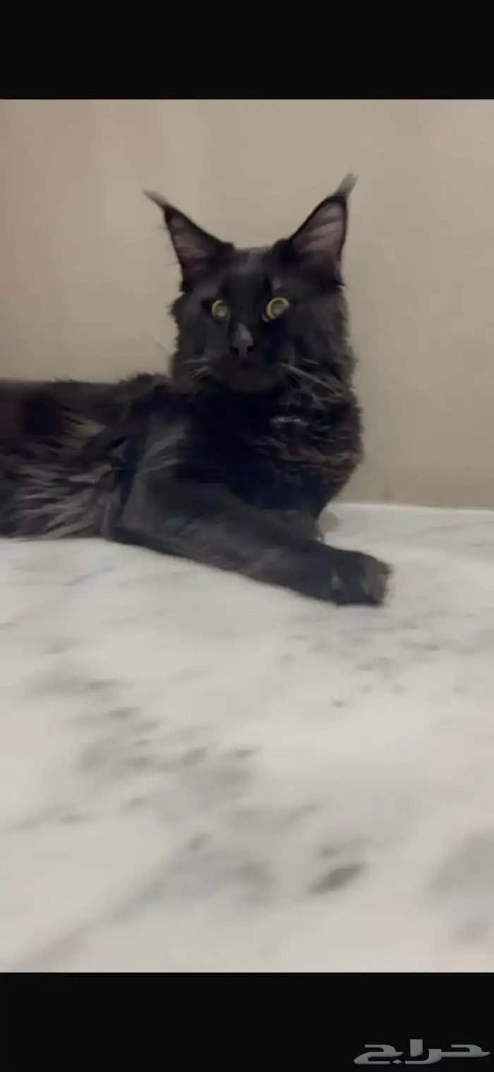 قطط ماين كون للبيع مستويات قوية بلاك 1