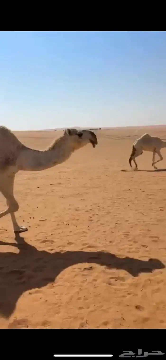 ذود فوق البدواه كفو 4