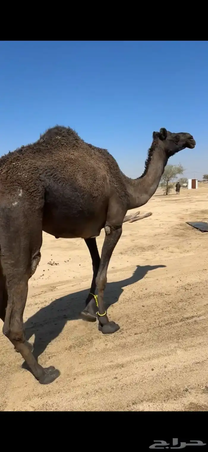 ناقه رباع او سديس ولقحه في شهرين طبعه زين وا مبروكه وهاديه 3