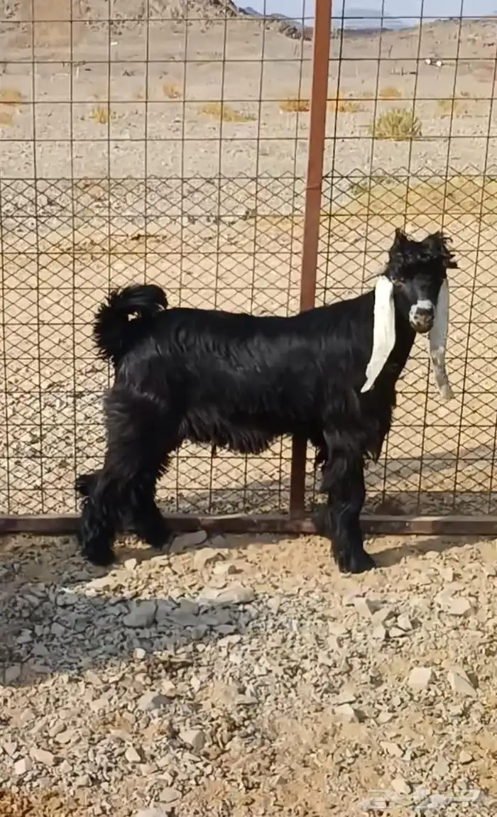 تيس ذبيحه سمين 0