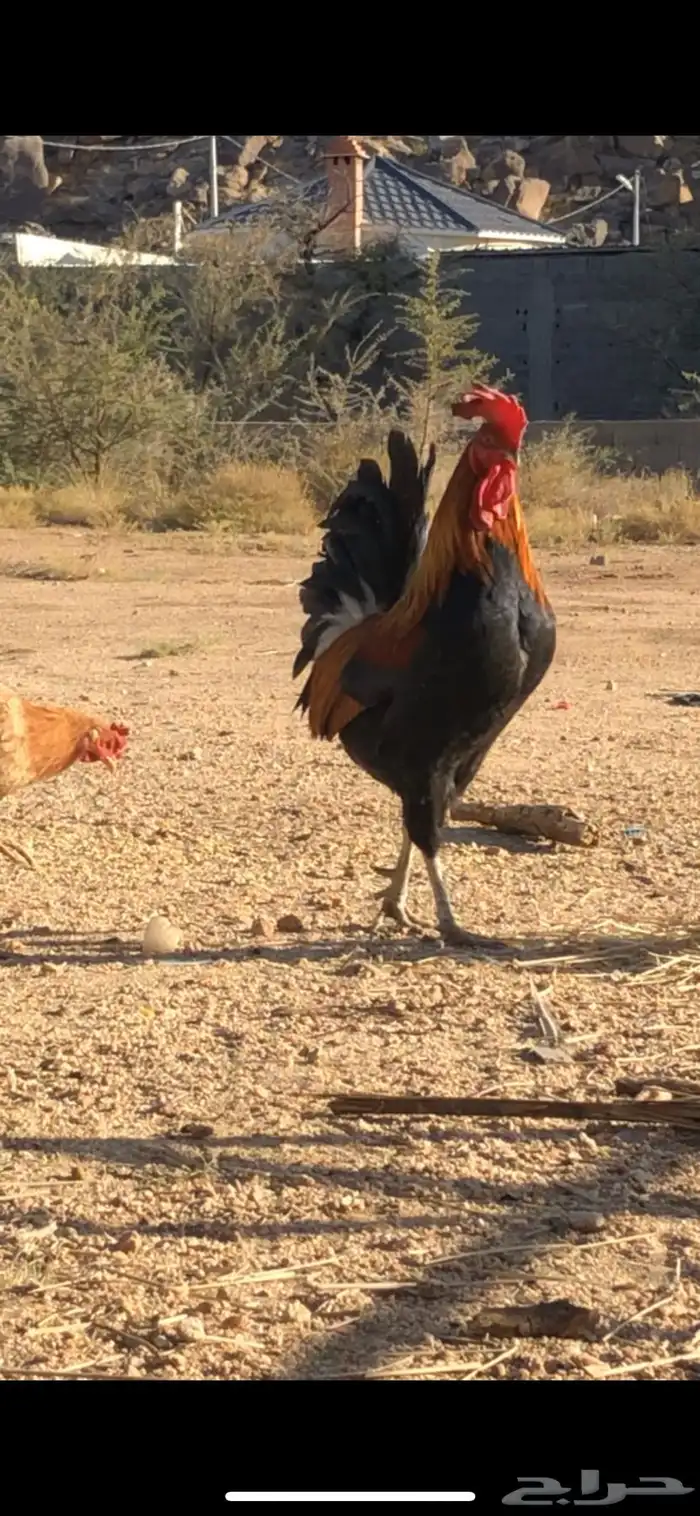 ديك عربي منتج للبيع 1