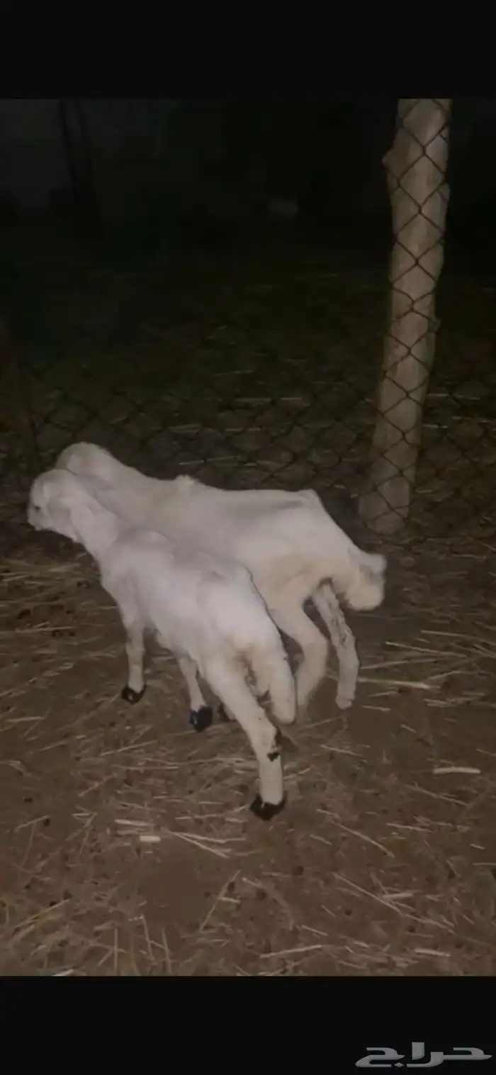 للبيع ثنتين رخيل تربيه 0