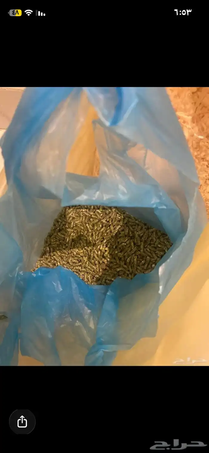 أرنبين للبيع نوع فرنسي 4