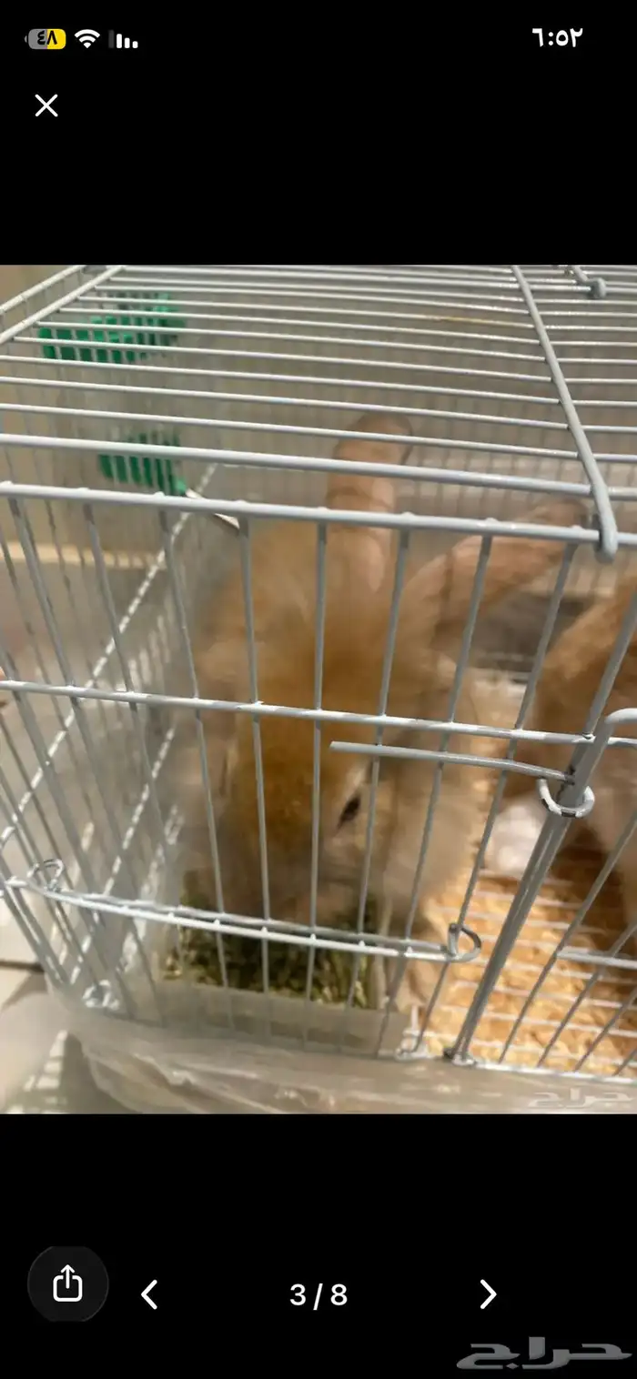 أرنبين للبيع نوع فرنسي 2