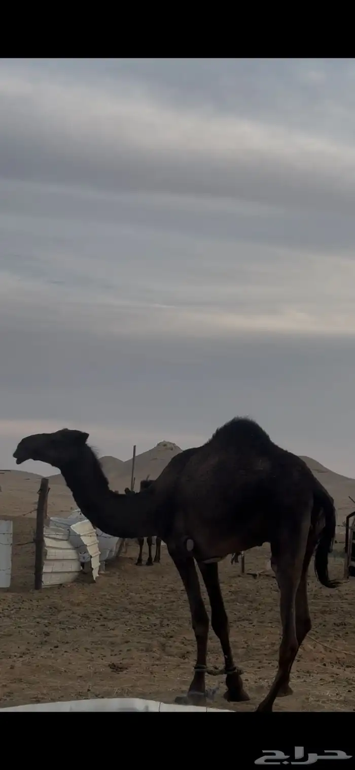 أفلح من ذكرالله وصلى على النبي للبيع قعودمجهم من انتاج المرا 0