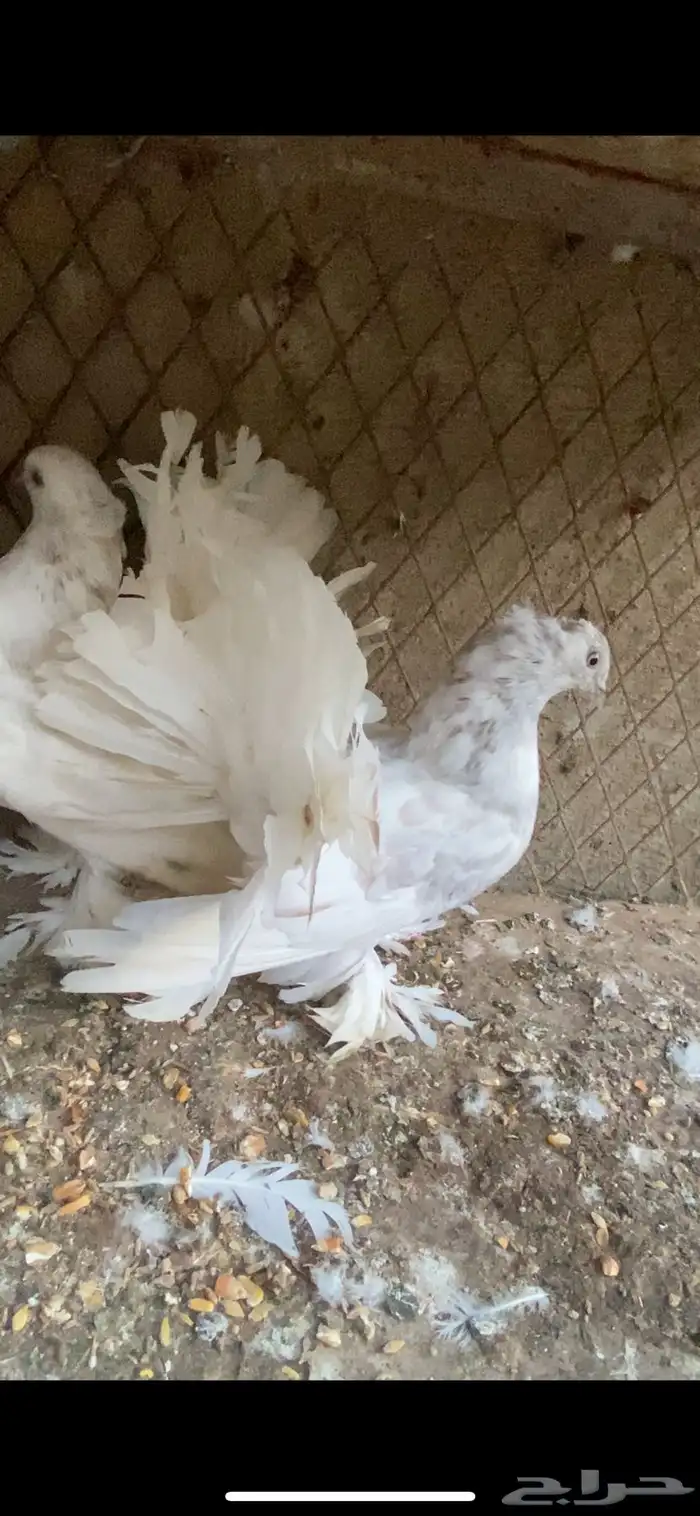 زوج رقاص هندي مستوى توب وحجم وصحه شرط 0