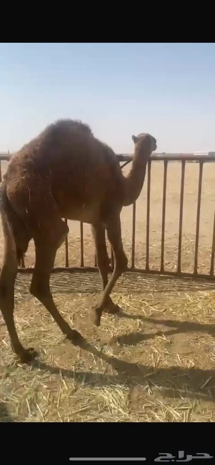 قعودين بيع جمله 10800 4