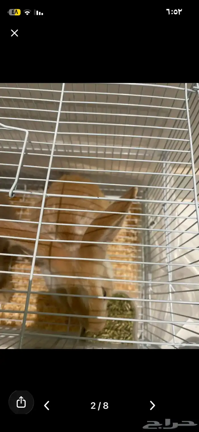 أرنبين للبيع نوع فرنسي 5