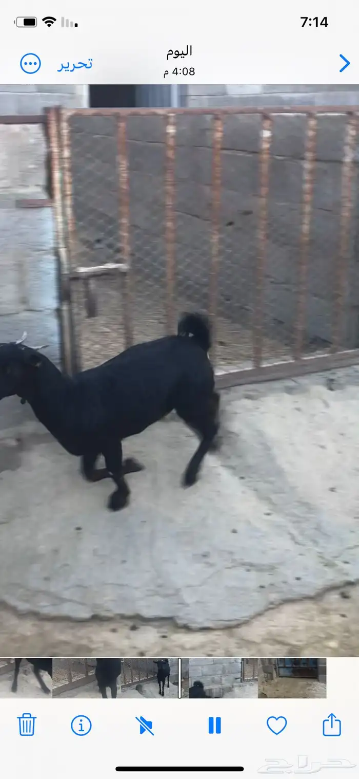 عناق بلدية للبيع 1