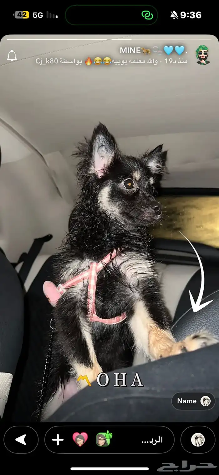 كلب بومرينيان 0