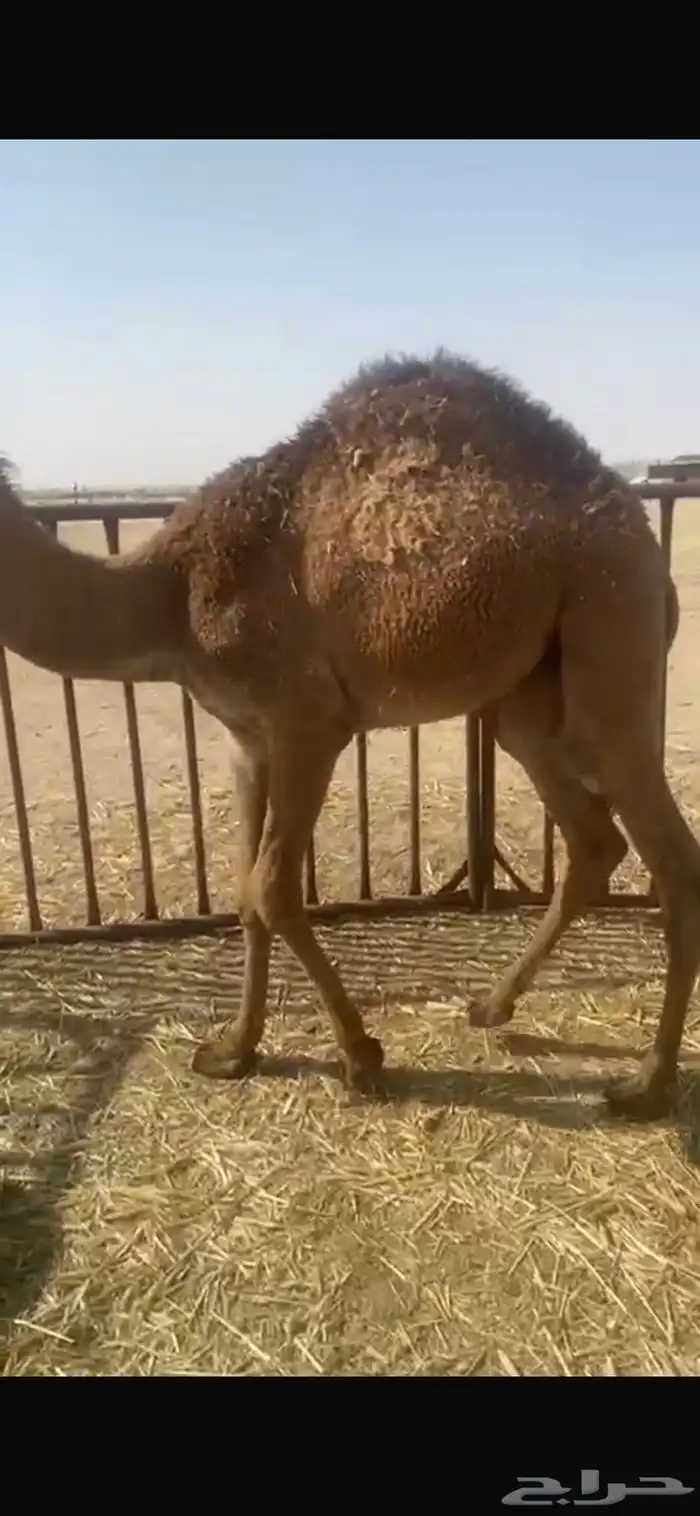 قعودين بيع جمله 10800 2