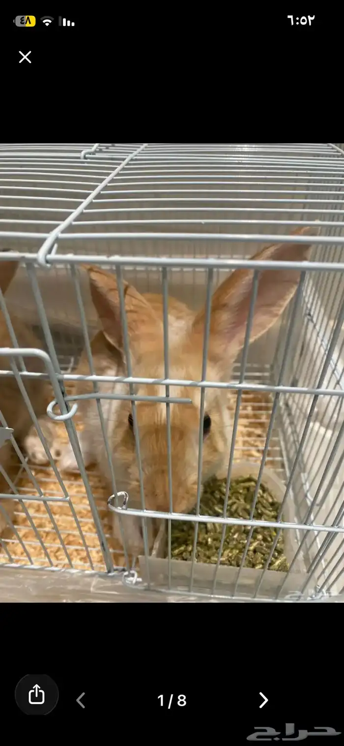 أرنبين للبيع نوع فرنسي 6