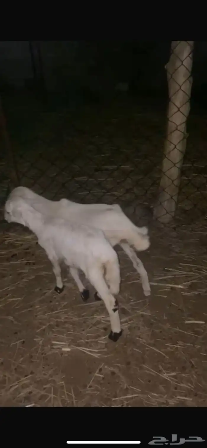 للبيع ثنتين رخيل تربيه 1