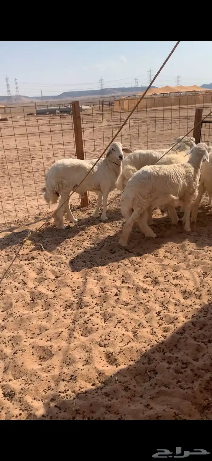 6 طليان في فيديوا واحد 4 منها للبيع 1