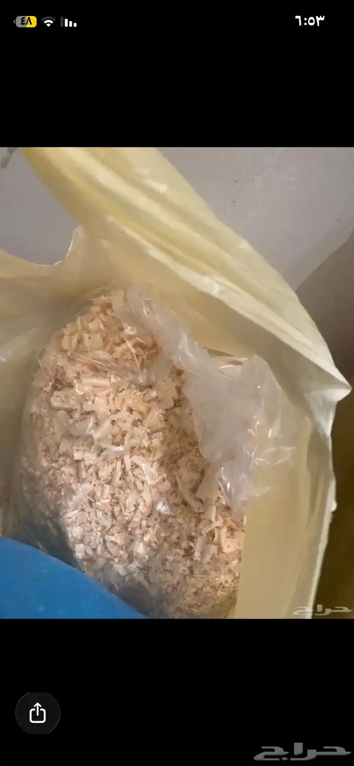 أرنبين للبيع نوع فرنسي 1