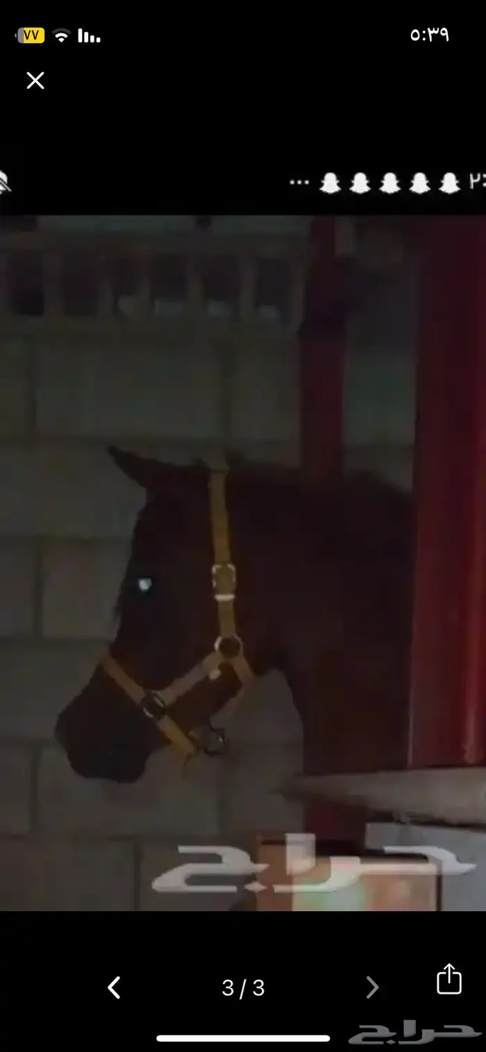 حصان مصري حصان واهو 5