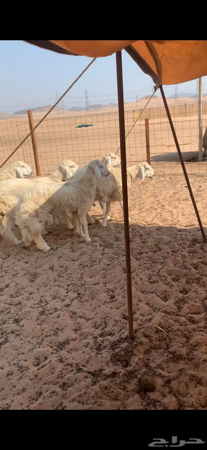 6 طليان في فيديوا واحد 4 منها للبيع 0