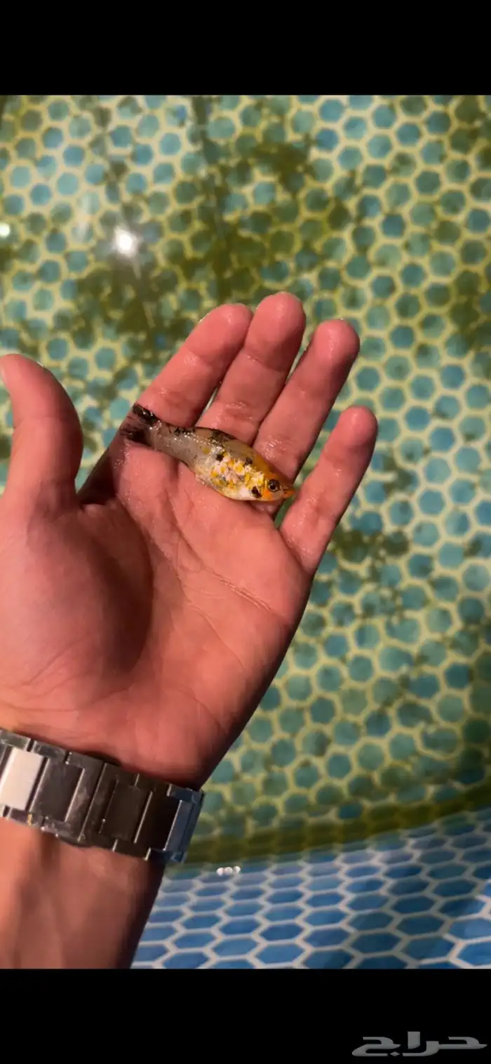 سلاحف برمائيه وسمك زينه مولي 1