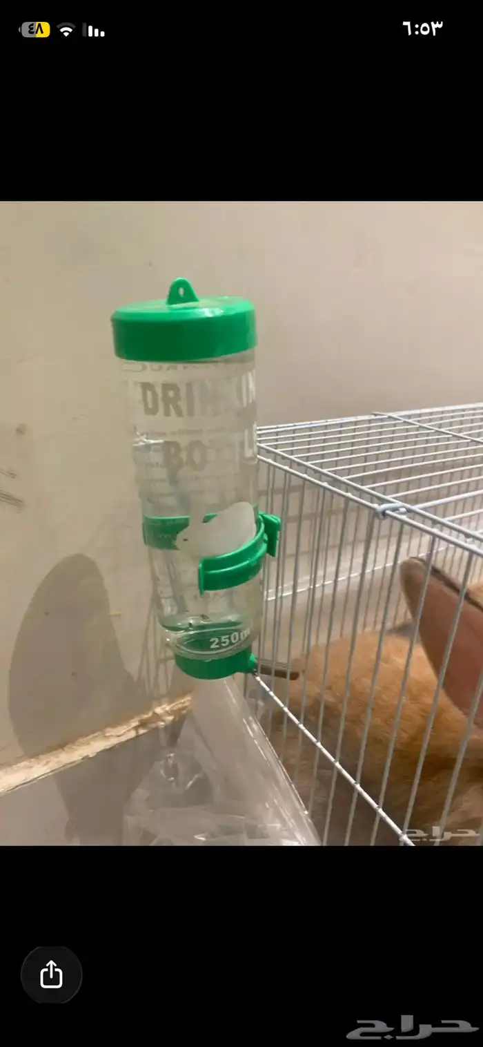 أرنبين للبيع نوع فرنسي 0