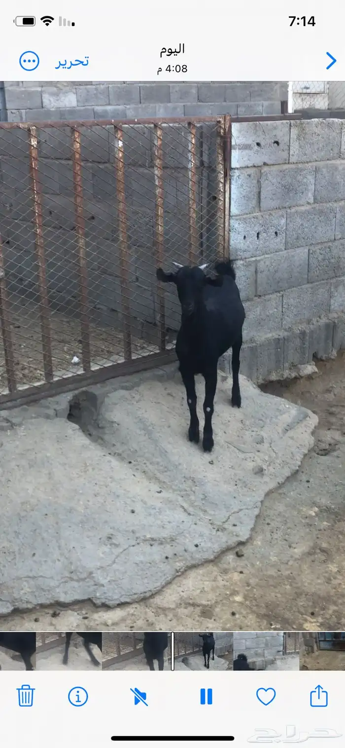 عناق بلدية للبيع 2