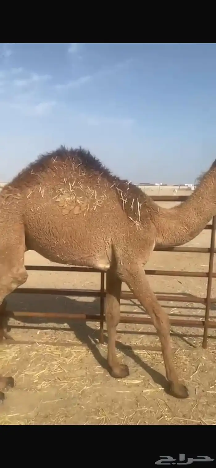 قعودين بيع جمله 10800 1