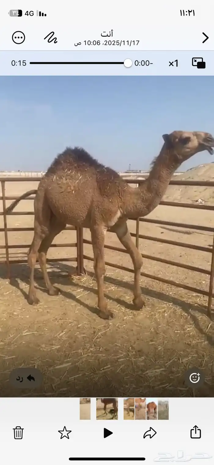 قعودين بيع جمله 10800 0