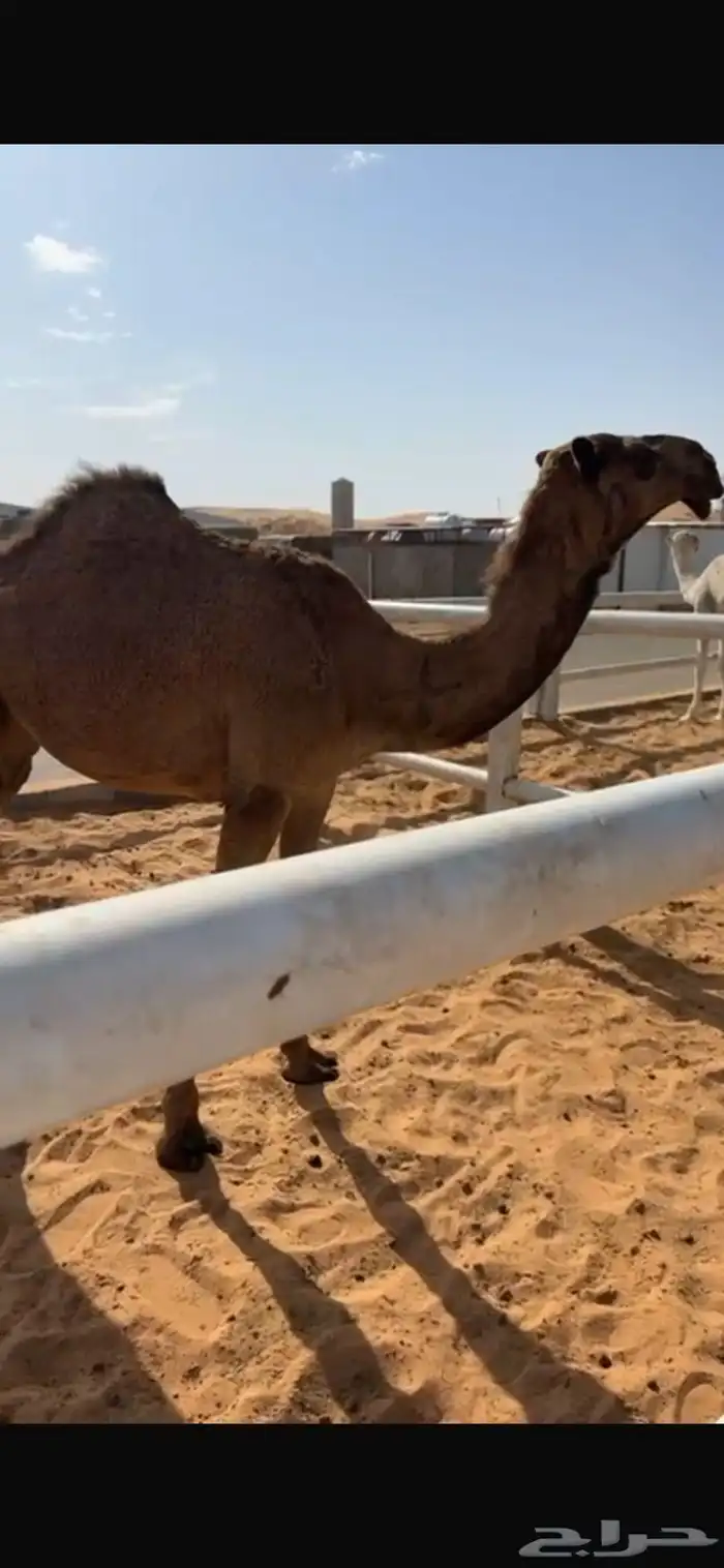 حواره شعلادبيانيه عمرهاتقريبآ8شهور 1